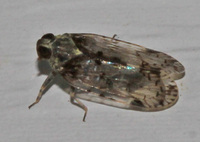 Xenoliarus placitus