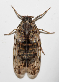 Xenoliarus placitus