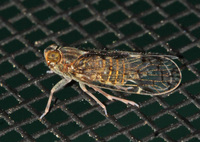 Xenoliarus placitus
