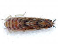 Scaphoideus unidentified species