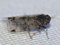 Xenoliarus placitus