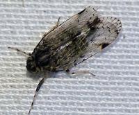 Xenoliarus placitus