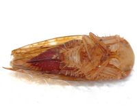 Aligia modesta
