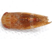 Aligia modesta