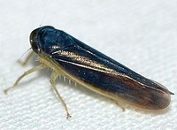 Chlorotettix fuscus