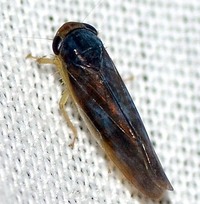 Chlorotettix fuscus