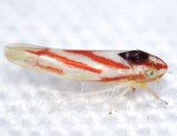 Erythridula noeva