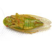 Gyponana unidentified species