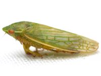 Gyponana unidentified species