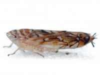 Scaphoideus unidentified species
