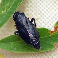 Scleroracus anthracinus