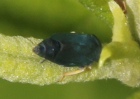 Scleroracus anthracinus