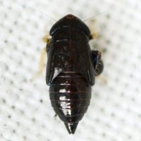Scleroracus anthracinus