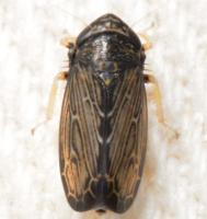 Scleroracus uhleri