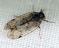 Xenoliarus placitus