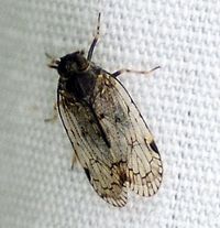 Xenoliarus placitus