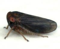 Agallia deleta