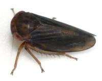 Agallia deleta