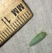 Gyponana unidentified species