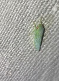 Gyponana unidentified species