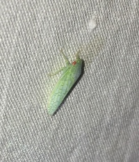 Gyponana unidentified species