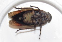 Angulapteryx texana