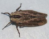 Angulapteryx texana