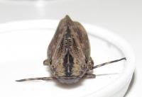 Angulapteryx texana