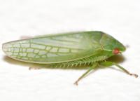 Gyponana unidentified species