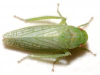 Gyponana unidentified species