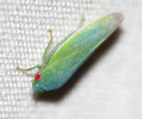 Gyponana geminata