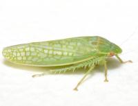 Gyponana unidentified species