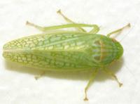 Gyponana unidentified species