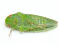 Gyponana unidentified species