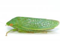 Gyponana unidentified species