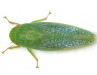 Gyponana unidentified species