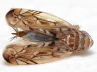 Scaphoideus paludosus