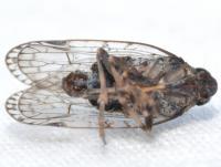 Xenoliarus placitus