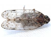 Xenoliarus placitus