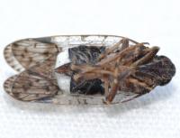 Xenoliarus placitus