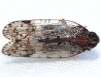Xenoliarus placitus
