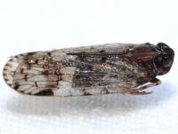 Xenoliarus placitus