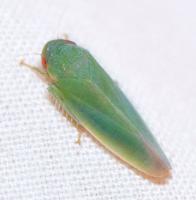 Gyponana geminata