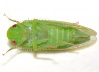 Gyponana unidentified species