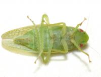 Gyponana unidentified species