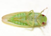 Gyponana unidentified species