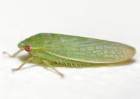 Gyponana unidentified species