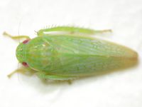 Gyponana unidentified species