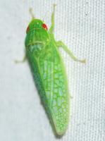 Gyponana unidentified species