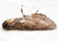 Scaphoideus paludosus